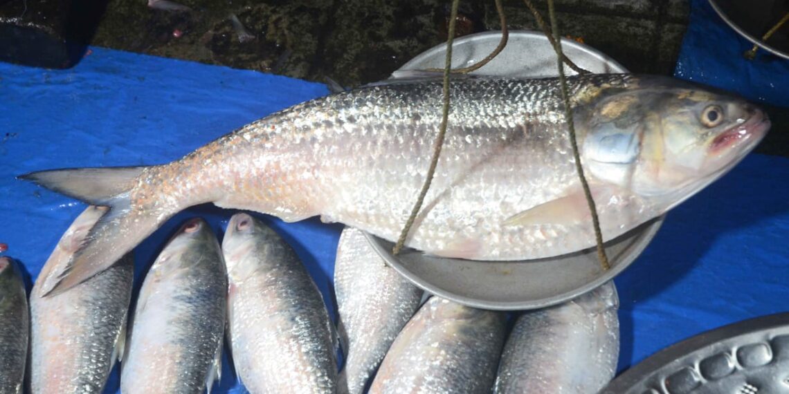 অসময়ে হুগলি ও রূপনারায়ণে মৎস্যজীবীদের জালে উঠছে ইলিশ