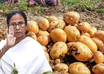 MSP ঘোষণার পর আলু চাষিদের আরেকটি সুখবর শোনাল নবান্ন